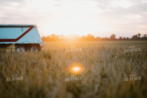 Rice Harvest 125193