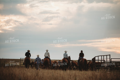 Ranchers and Cattle in Pasture 6459
