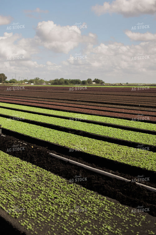 Spring Mix Lettuce Field 7330