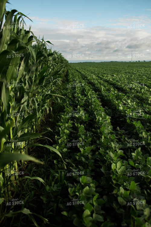 Green Corn and Soybean Field Border 6276