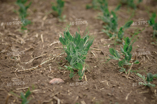 Young Pea Plants 135094