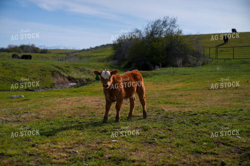 Young Calf Standing on a Green Pasture in Sunlight 65244