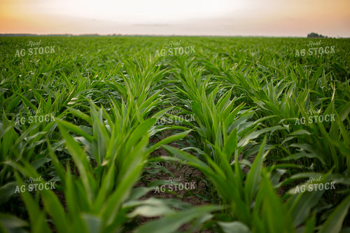 Mid-Season Corn 93028