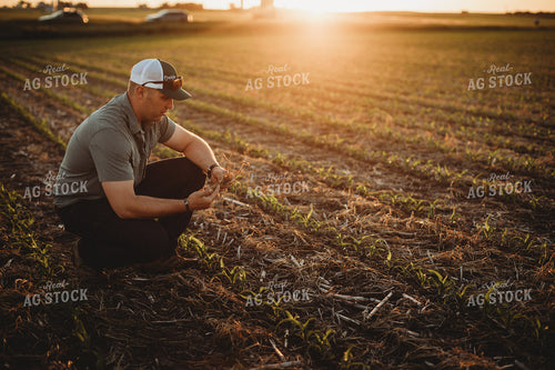 Farmer Agronomist Examining Triticale Cover Crop Residue in Corn Field 5906