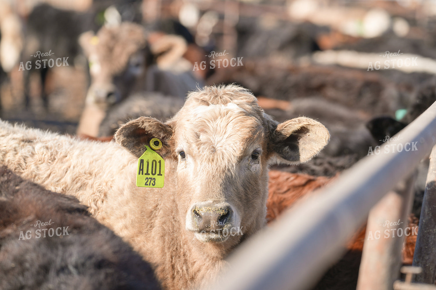 Cattle in Feedlot 293031