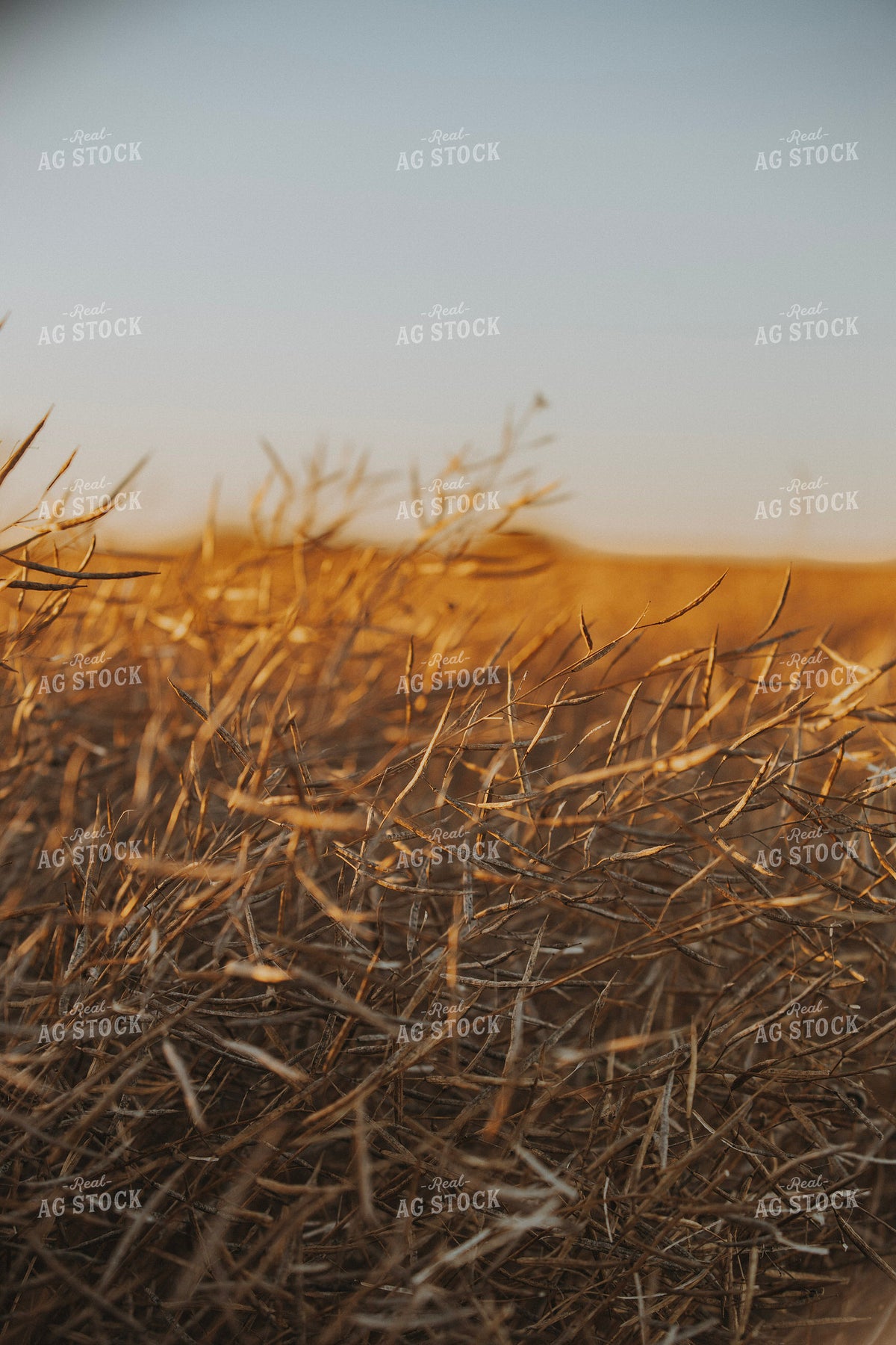 Canola Harvest 187423