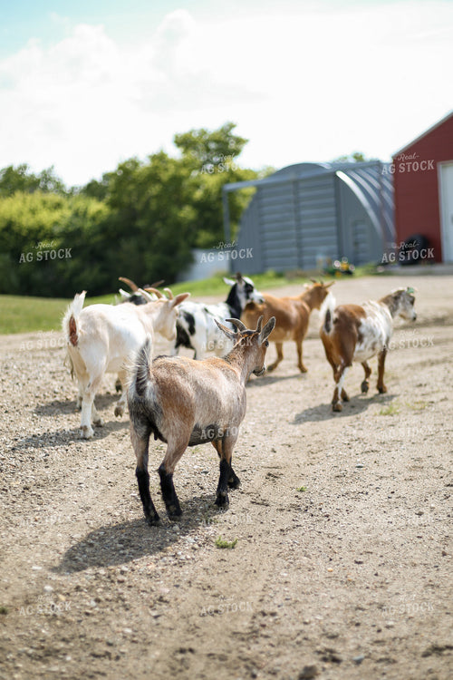 Goats 155289