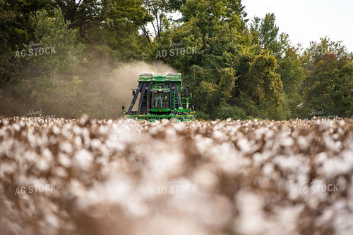 Cotton Harvest 136120