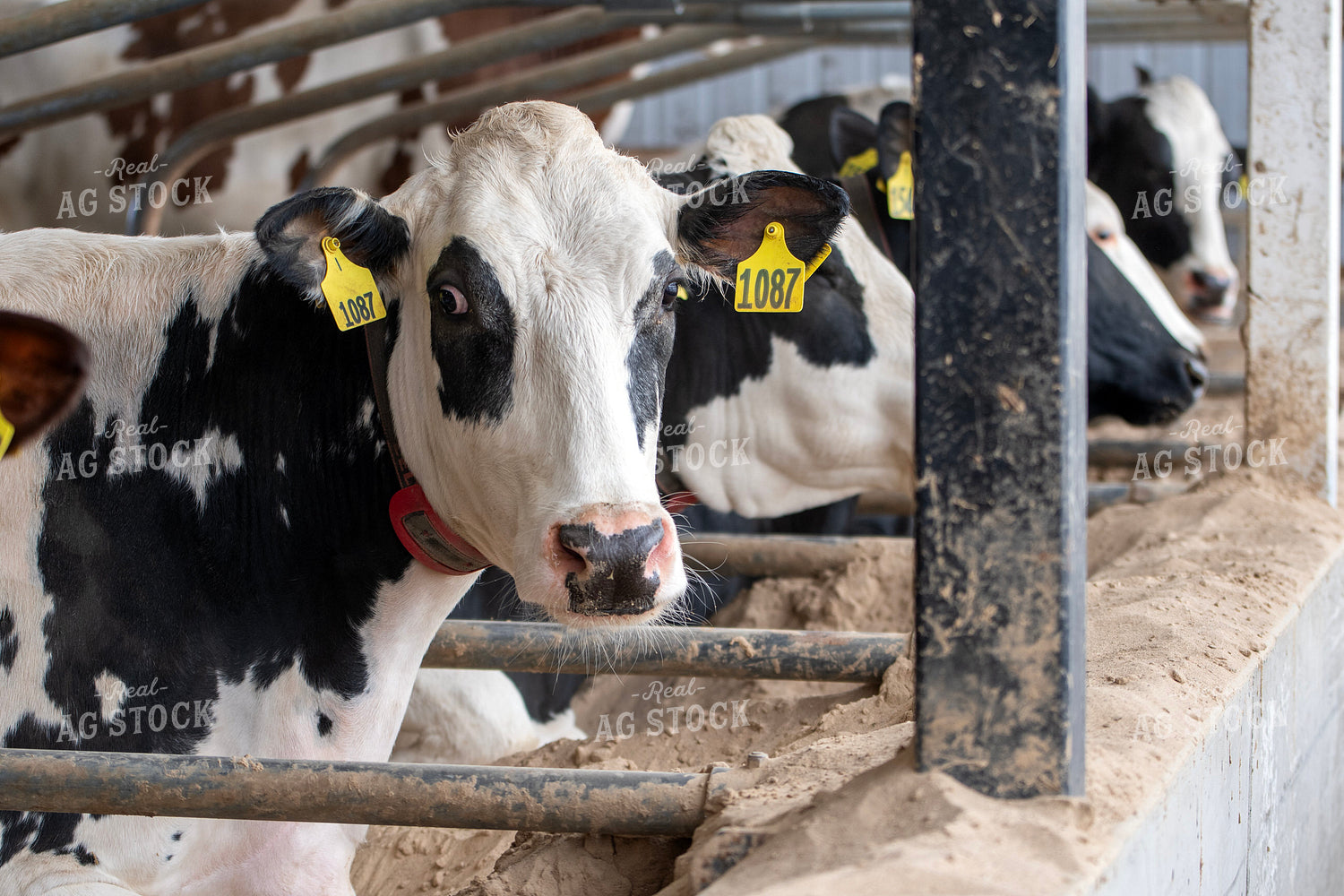 Holstein Cows in Sand Beds 271004