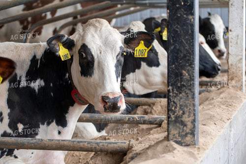 Holstein Cows in Sand Beds 271004