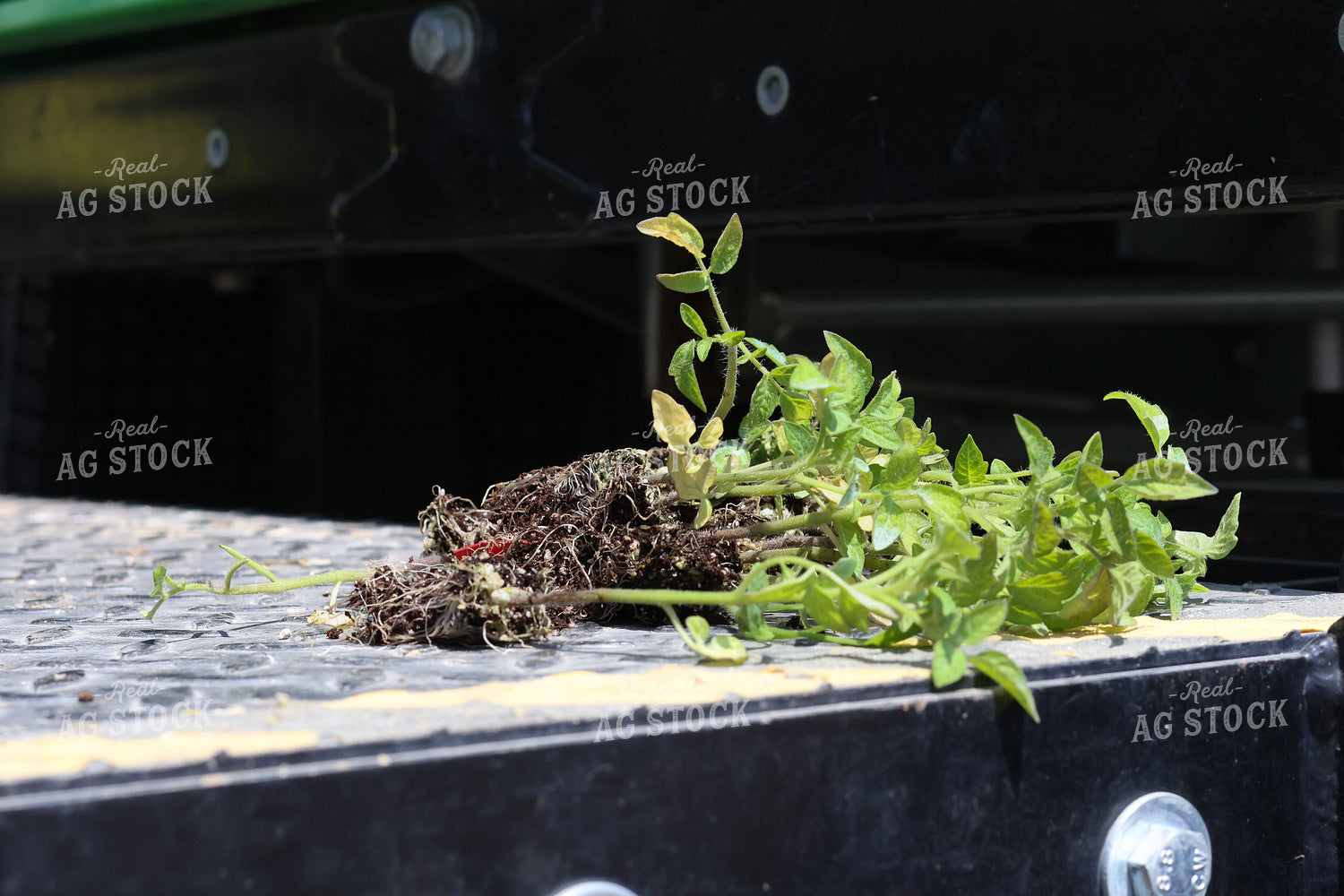 Tomato Seedling 109140