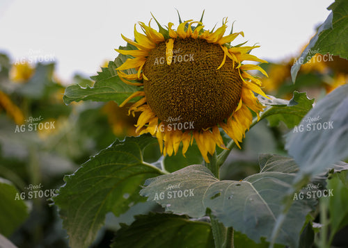 Sunflowers 160174