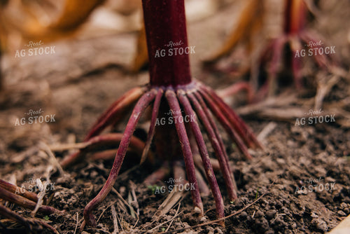Dried Corn Roots 178087