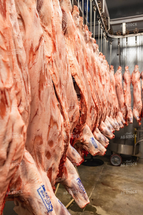 Pork Carcass in Meat Locker 52773