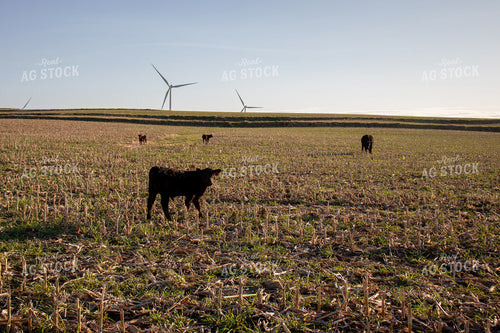 Angus Cattle Grazing on Cover Crops 67059