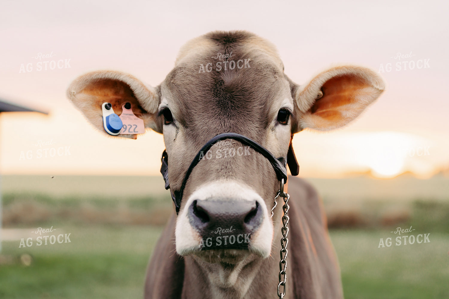Brown Swiss Show Cattle 68230