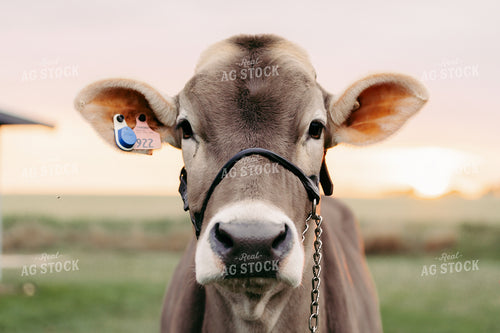 Brown Swiss Show Cattle 68230