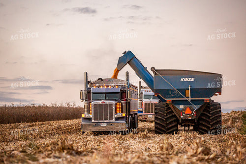 Corn Harvest 270628