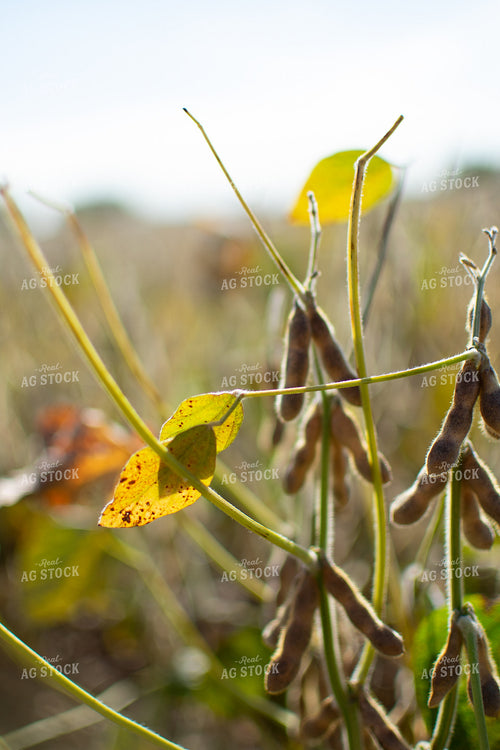 Semi-dried Soybeans 223004