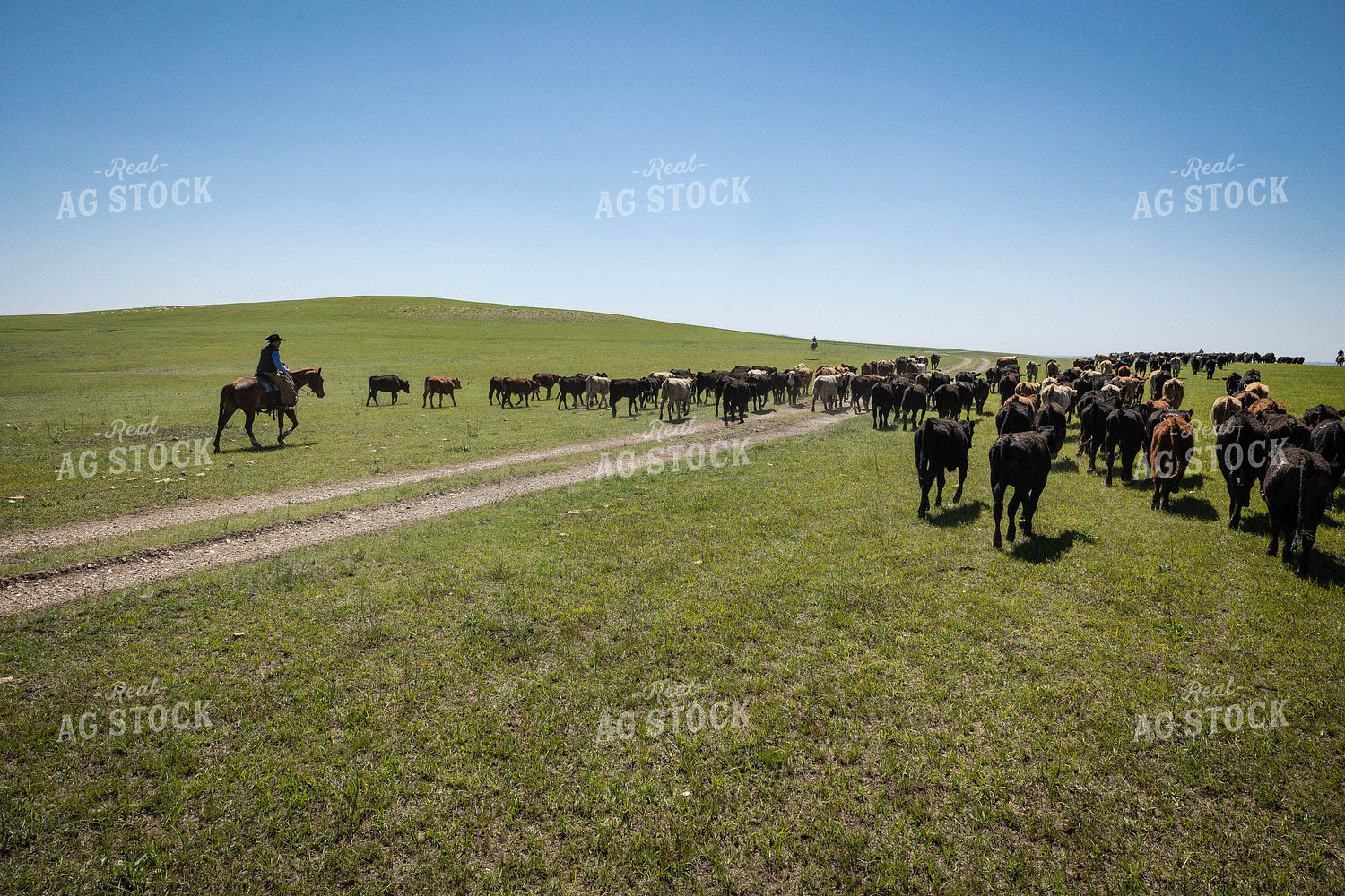 Rancher on Horseback Herding Cattle 219085