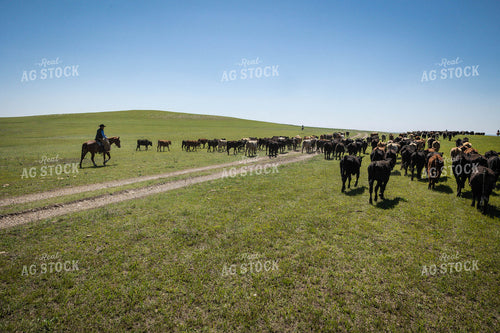 Rancher on Horseback Herding Cattle 219085