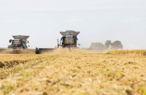 Rice Harvest 79720