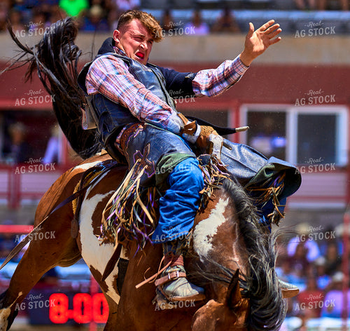 Saddle Bronc Riding 177007