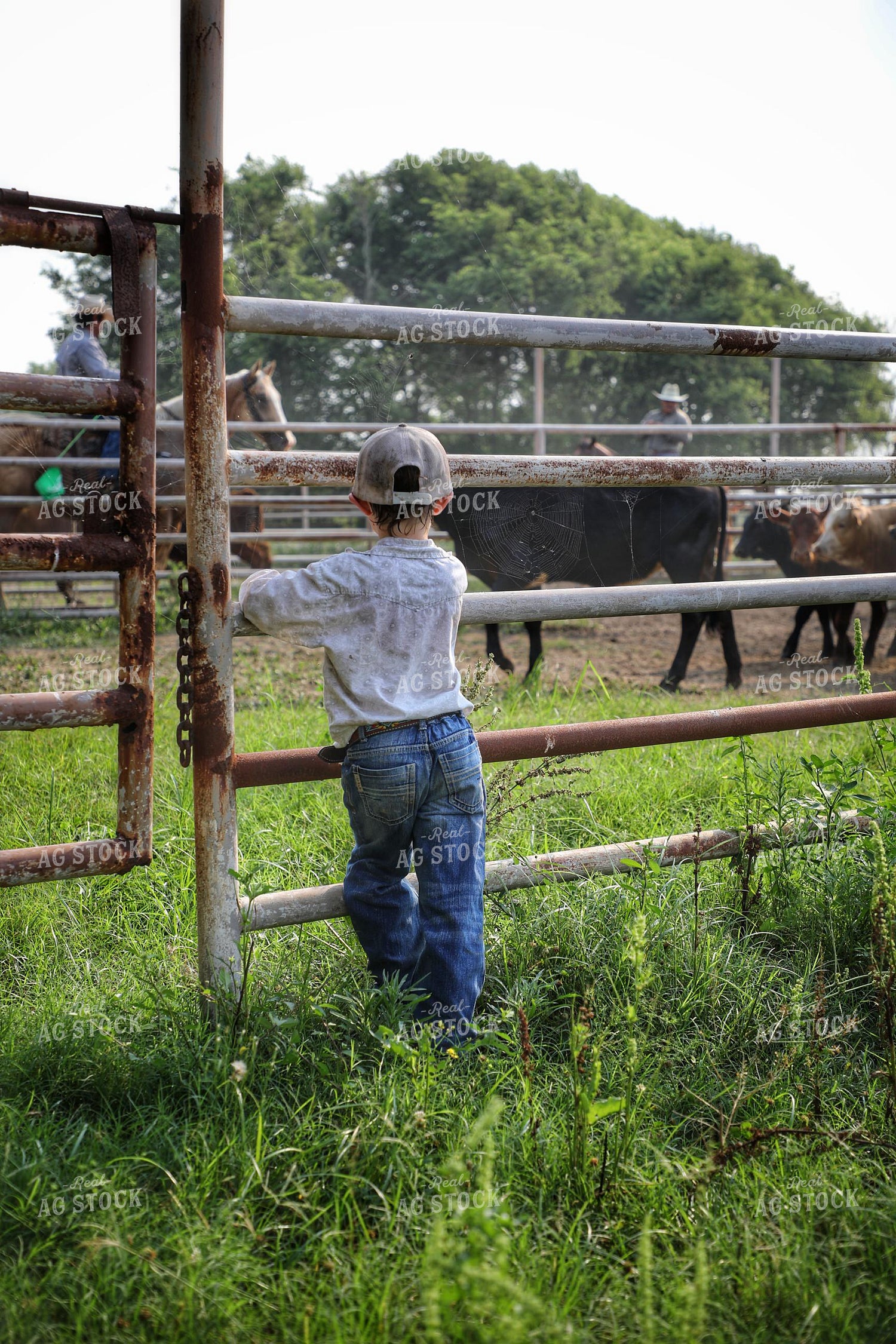 Ranch Kid Leaning on Fence 210014