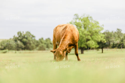 Cow Grazing in Pasture 131012