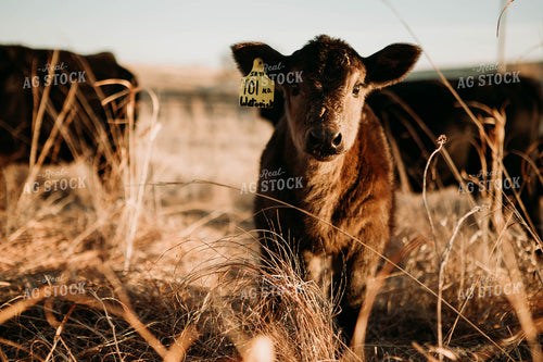 Calf in Pasture 77217