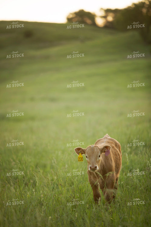 Calf 1