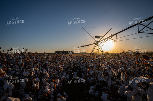 Irrigation Pivot on Cotton Field 149153