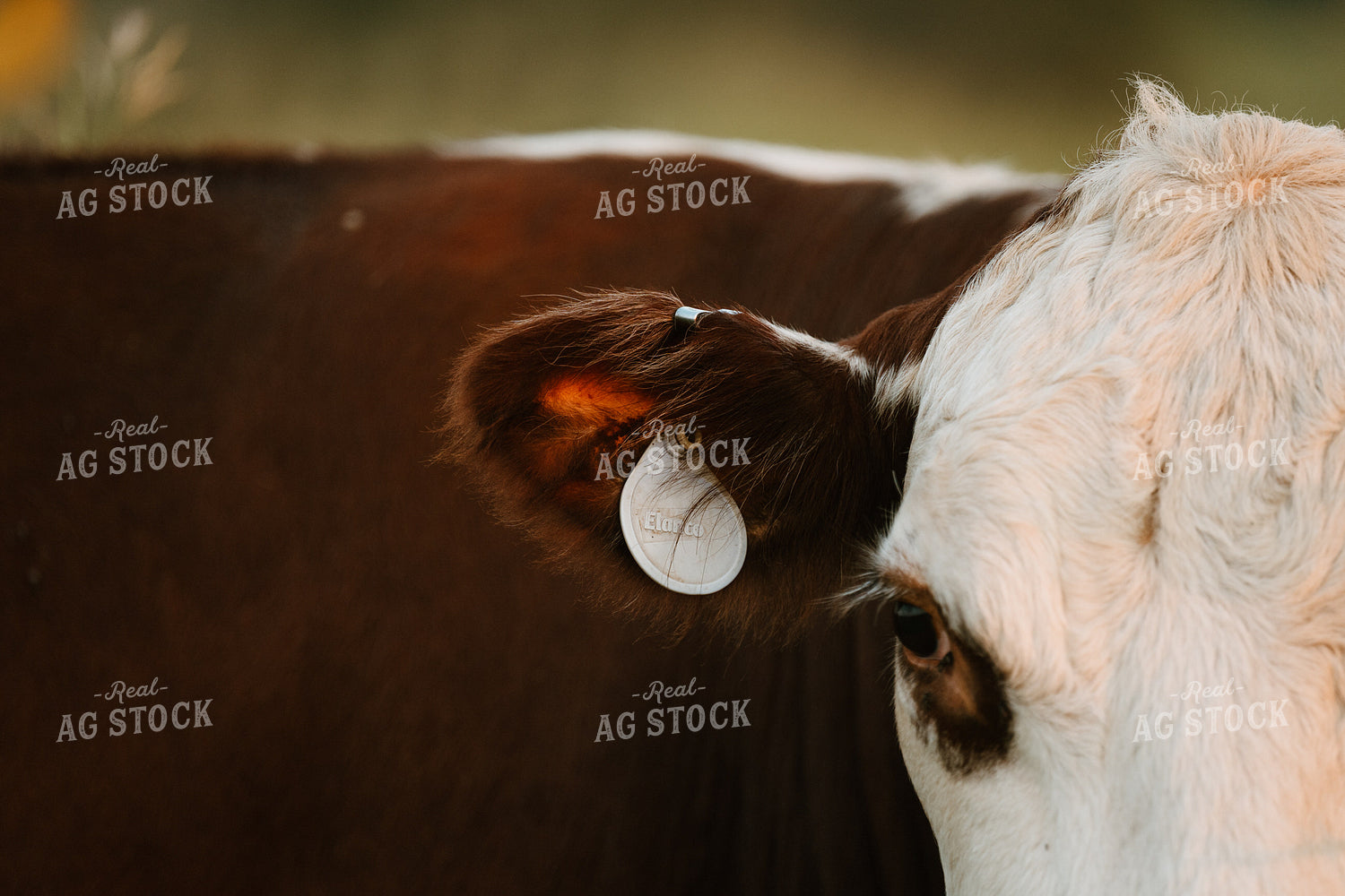 Hereford Cow Close-Up 125411