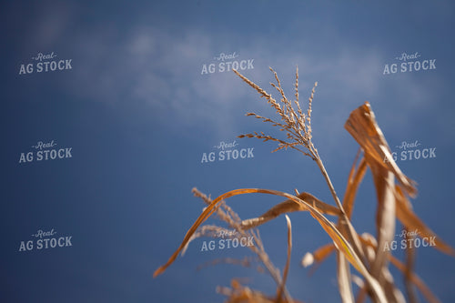 Corn - Dry 1374