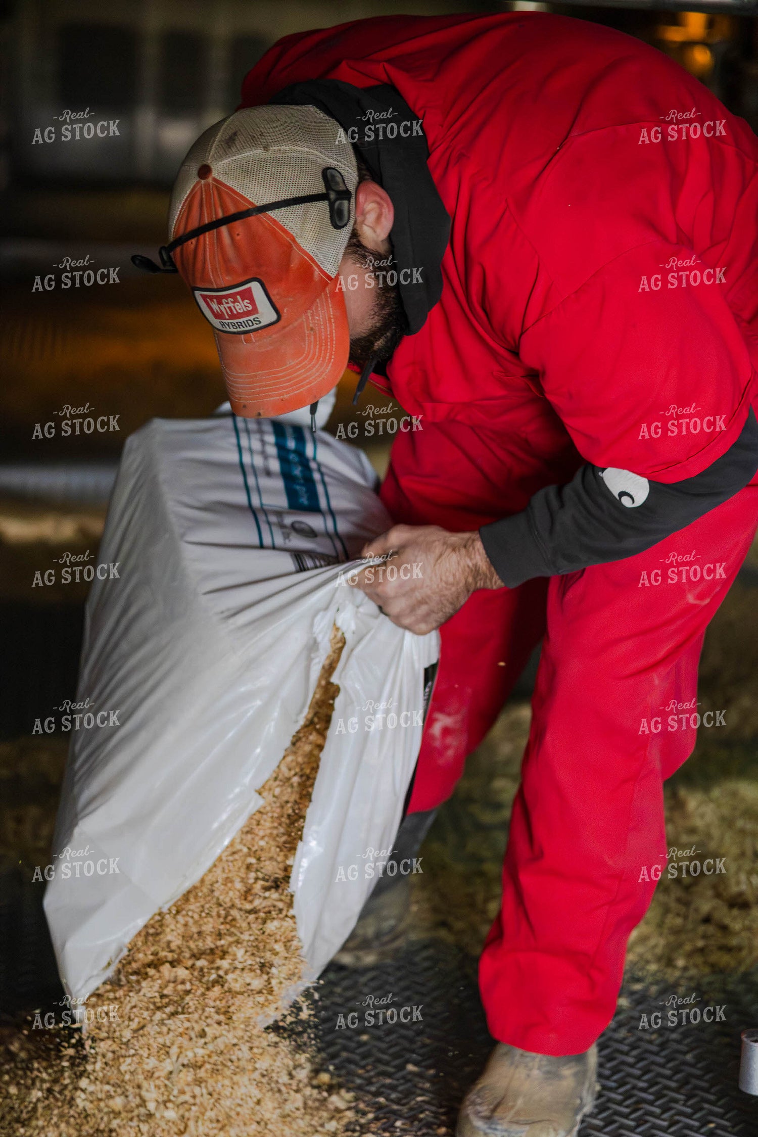Farmer Spreading Shavings in Livestock Trailer 289080