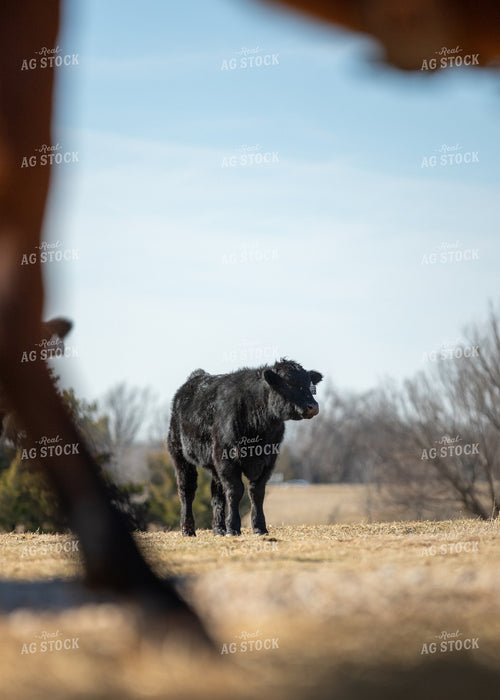 Black Angus Calves 264001