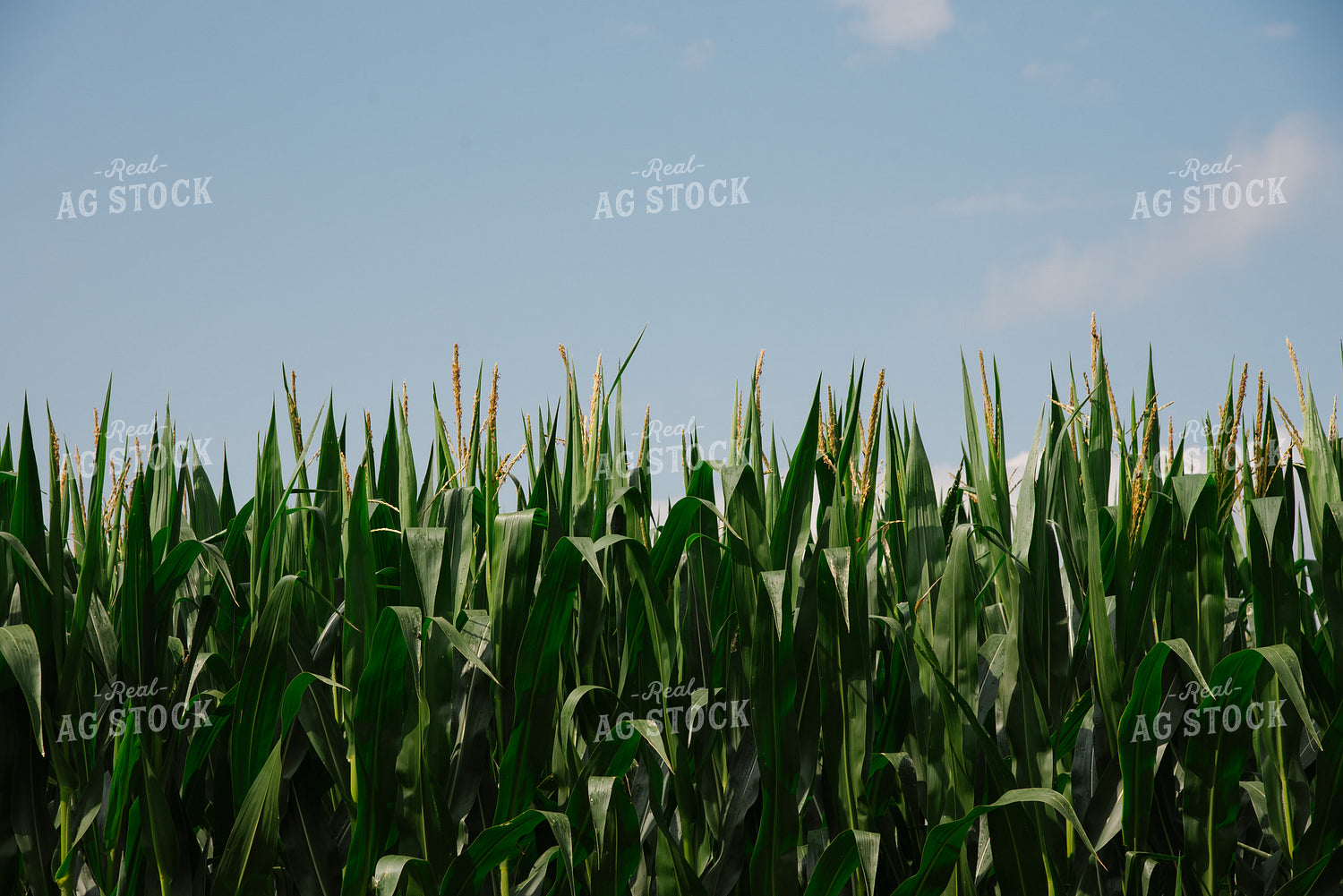 Corn Tassels 137052