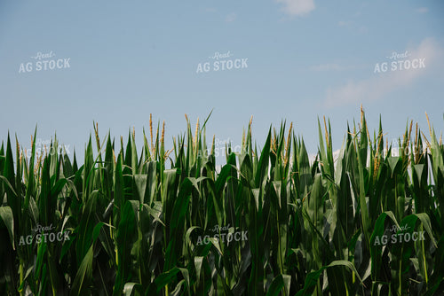 Corn Tassels 137052