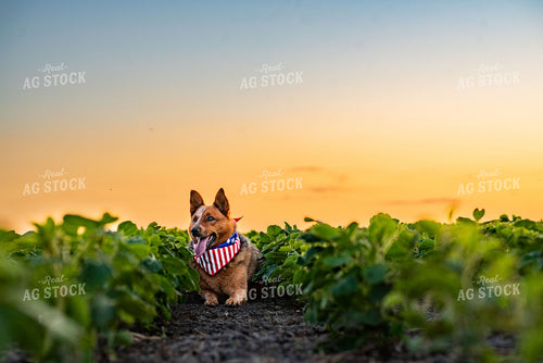 Farm Dog in Early Season Soybean Field at Sunset 136074