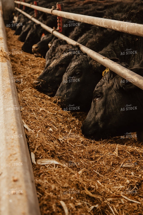 Cattle Eating in Feedlot 67618