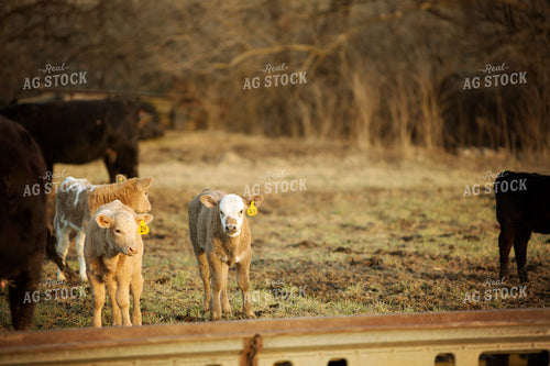 Calf - Charolais and Angus Cross 2237