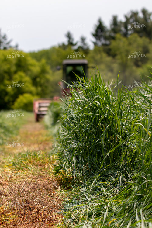 Harvesting Wheat for Baleage 157323