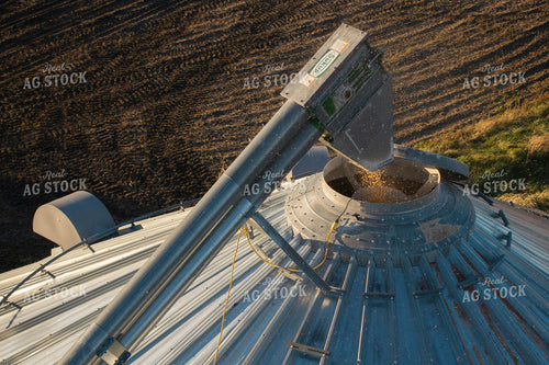 Augering Corn into Top of Grain Bin 50047