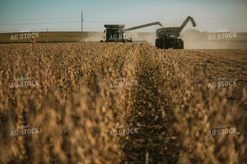 Combine Cutting Soybeans and Unloading On the Go 4783
