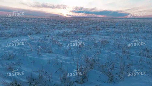 Uncut Hailed Wheat Stubble Covered in Snow 239127