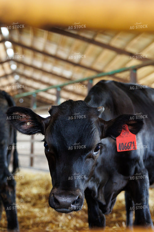 Beef on Dairy 295060