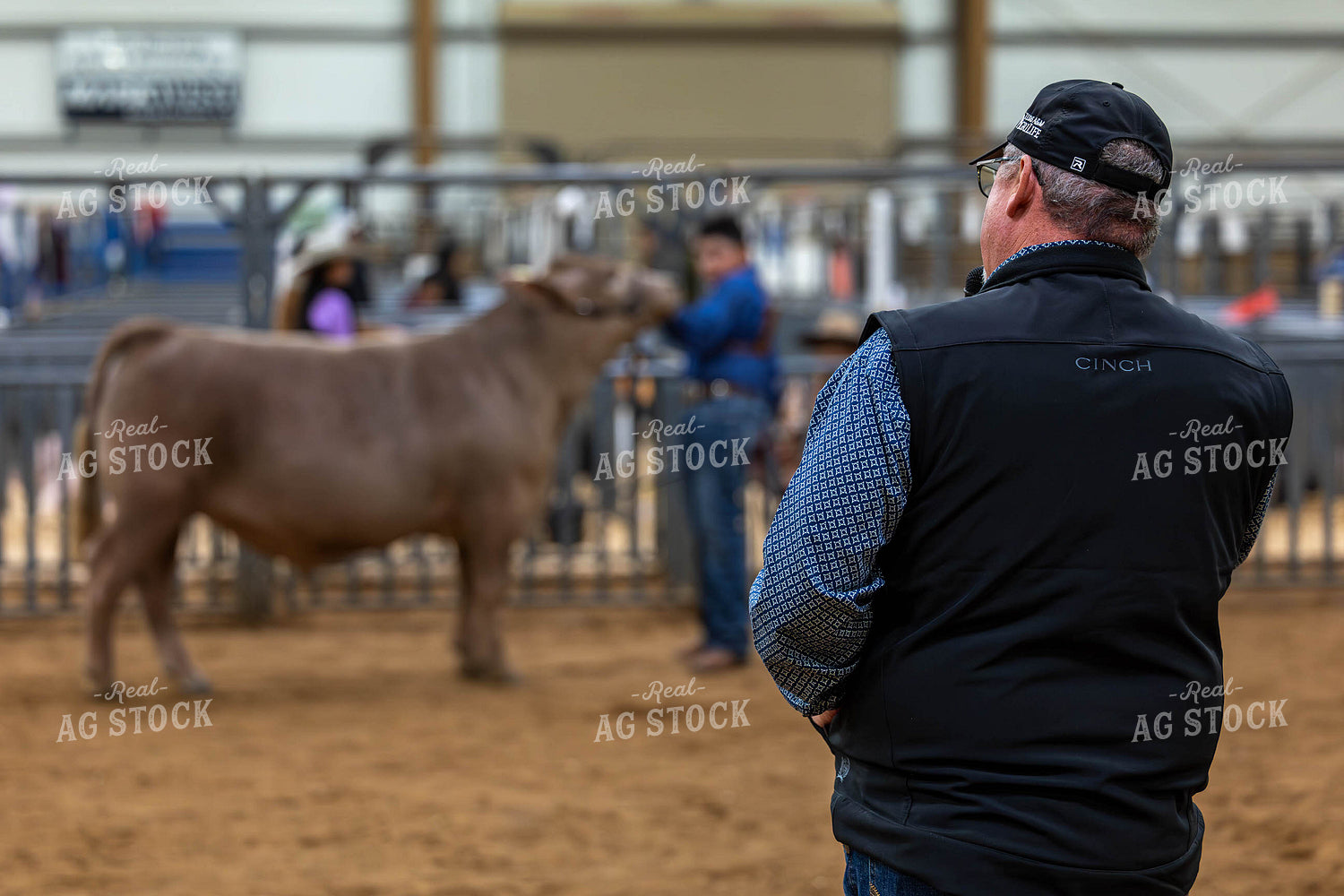 Showing Cattle 98057