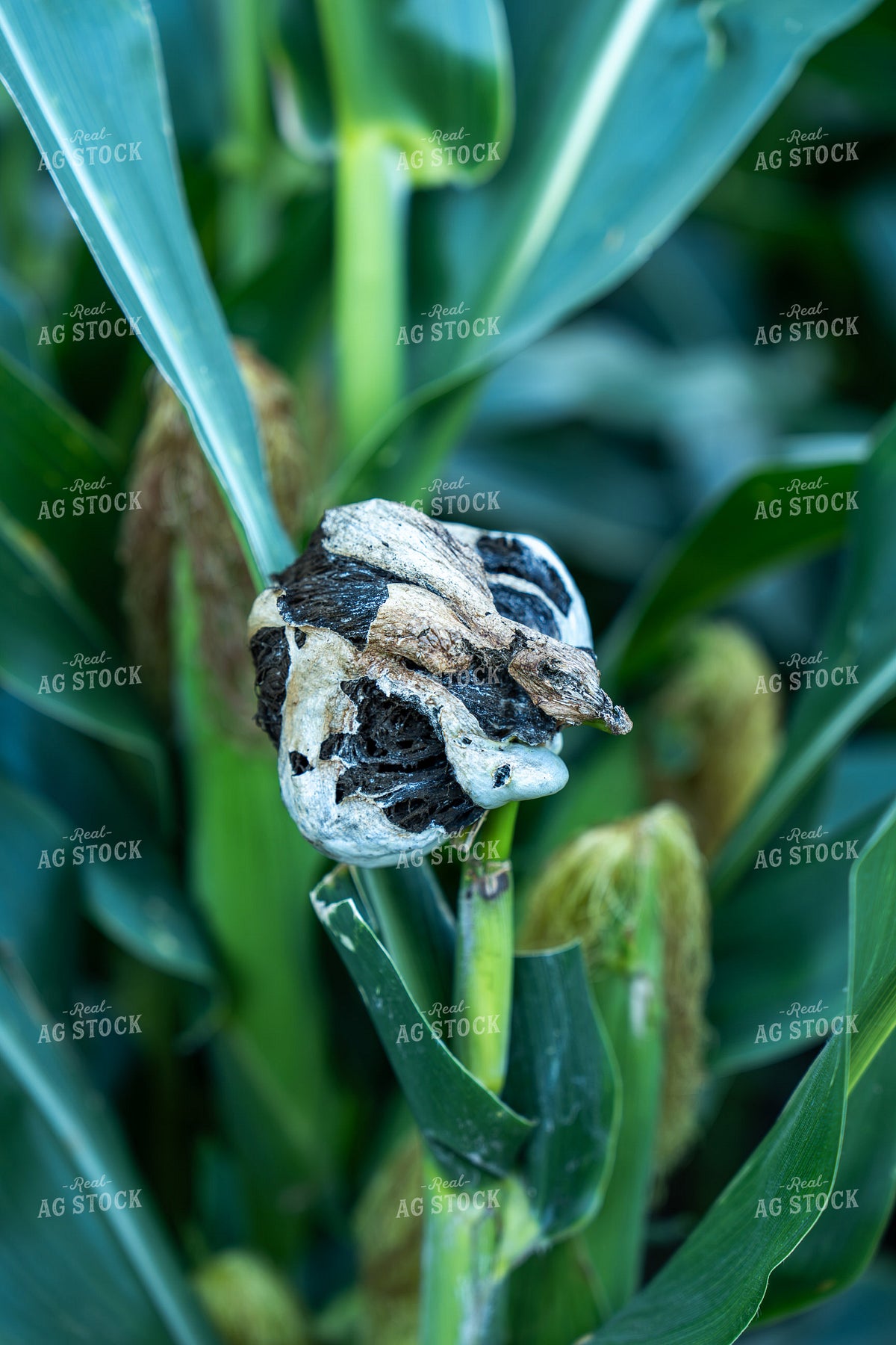 Corn Smut Disease 65923