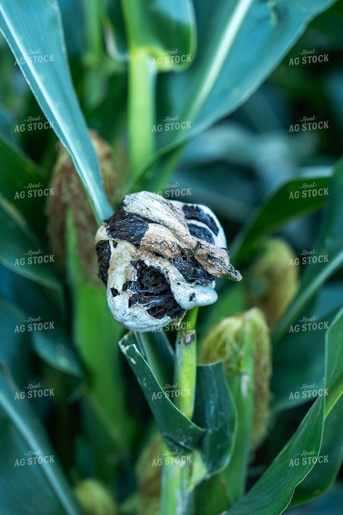 Corn Smut Disease 65923