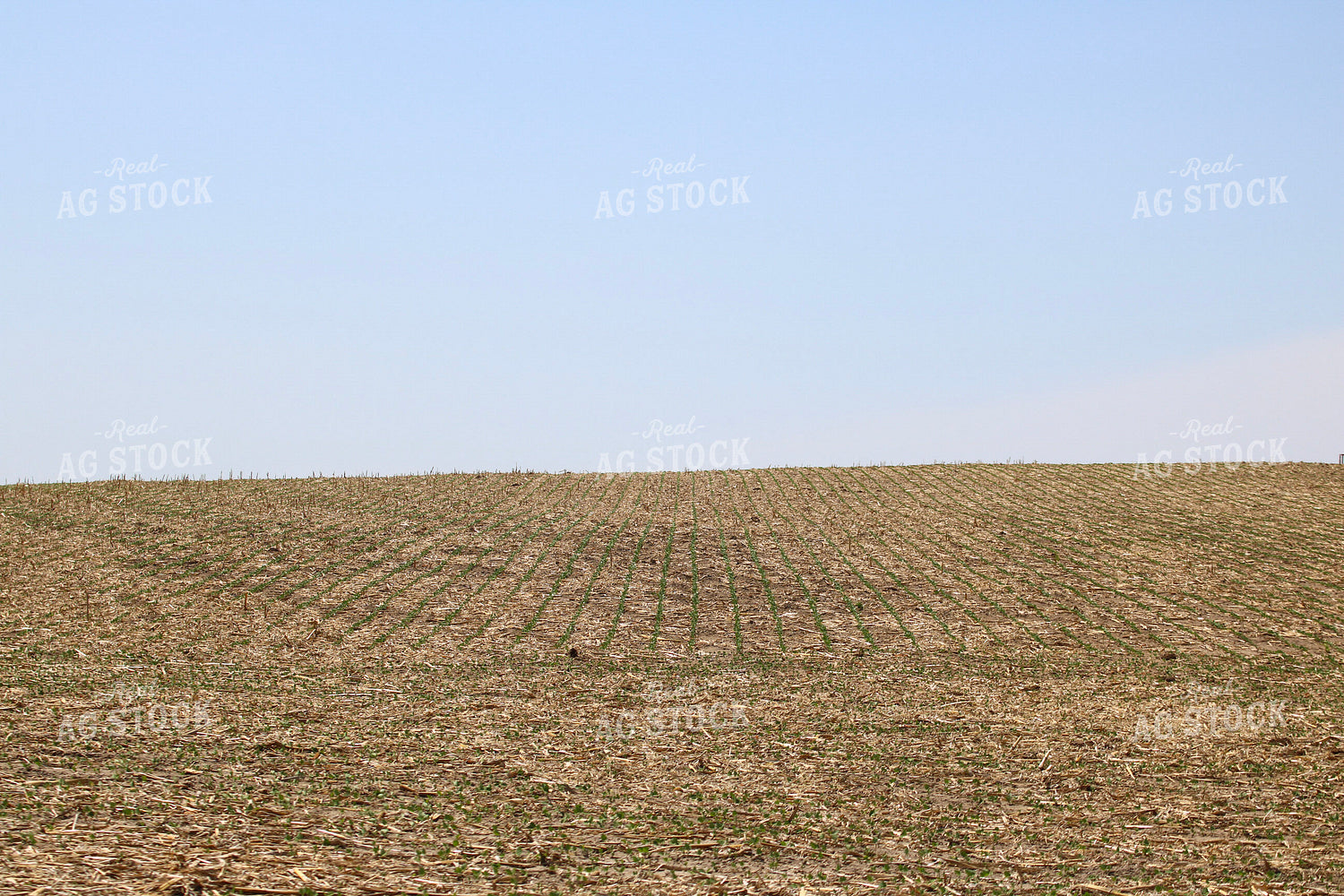 Early Growth Soybean Field 82376
